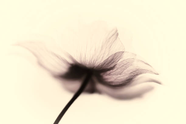 Anemone flowers abstract art