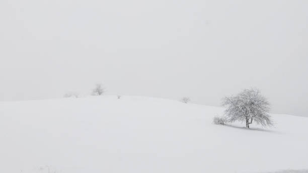 istock Winter landscape with tree, blue sky, Winter day 1193105070
