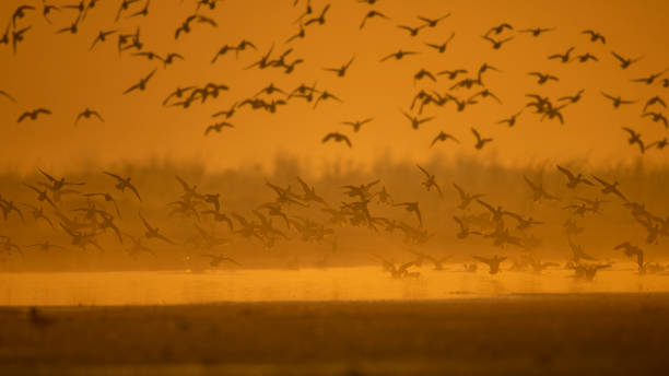 Flock of ducks landing in lake Flock of ducks landing in lake at sunrise alauda stock pictures, royalty-free photos & images