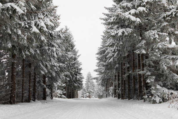 istock Winter landscape with forest, trees, blue sky, Winter day, Forest Snowy Road 1193105165