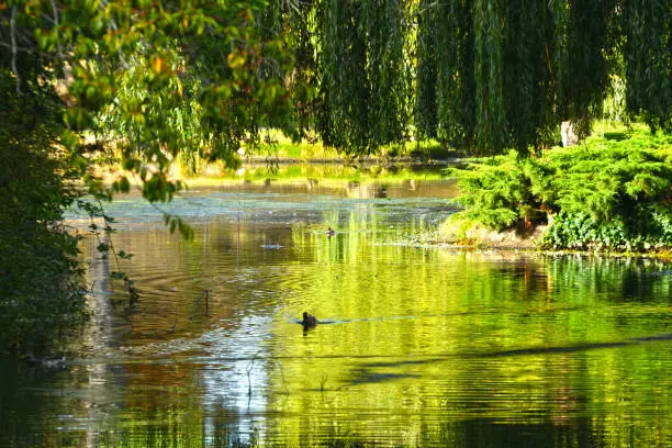 Photo of Vivid Green Reflections in the Water at Beacon Hill Park Victoria BC in the Evening