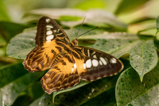 farfalla malachite al cioccolato - malachite butterfly foto e immagini stock