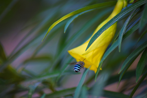 Blue Banded Bee In My Home Garden,from Pakistan Asia
during daylight
