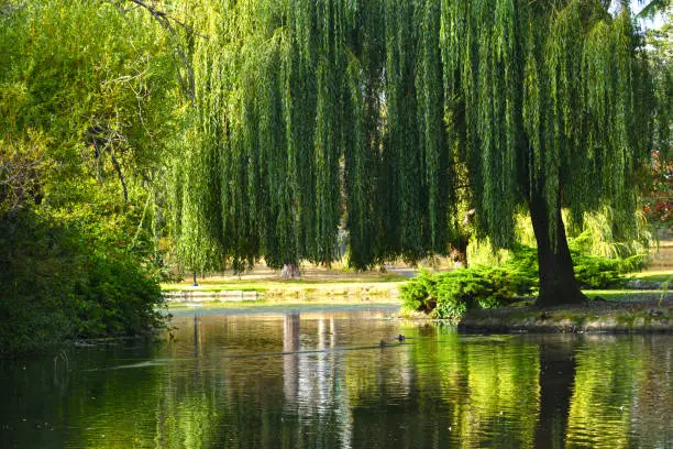 Photo of Vivid Green Reflections in the Water at Beacon Hill Park Victoria BC in the Evening