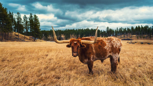 vaca longa do chifre de texas no parque de estado do custer - winter agriculture ranch field - fotografias e filmes do acervo