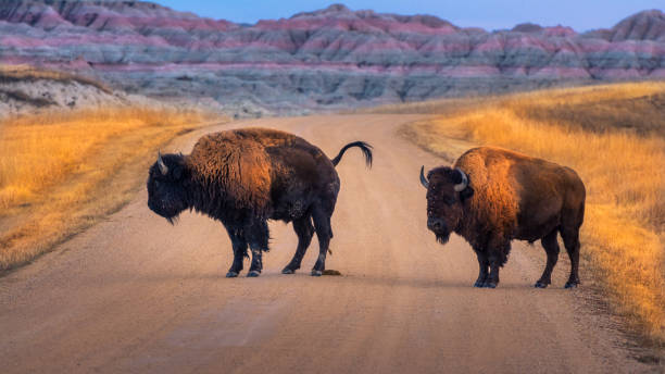 ein paar bisons, die mitten auf der straße im badlands nationalpark stehen - badlands nationalpark stock-fotos und bilder