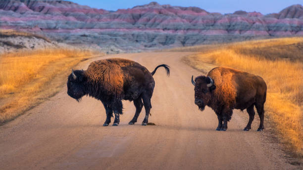 a pair of bison standing in the middle of the road at badlands national park a pair of bison standing in the middle of the road at badlands national park badlands stock pictures, royalty-free photos & images