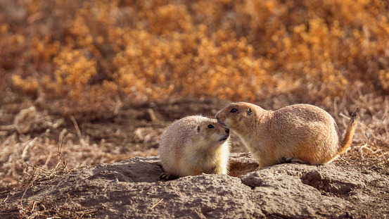 pair of prairie dogs in a tender moment at badlands national park