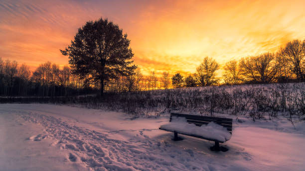 istock tree with a bench in front of it at sunset 1193117351