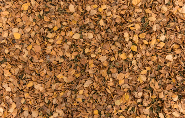 istock many orange leaves on the ground 1193117448