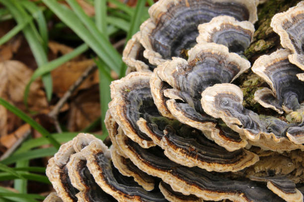istock Bracket fungus close up 1193117816