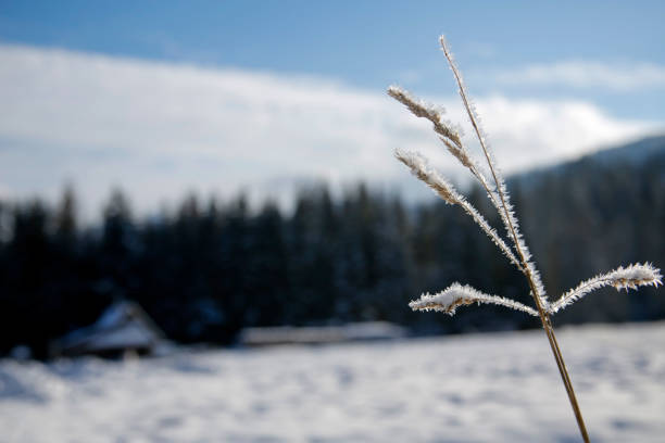 frozen grass and mountain winter landscape in the background