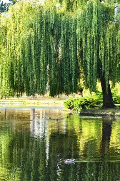 Photo of Vivid Green Reflections in the Water at Beacon Hill Park Victoria BC in the Evening