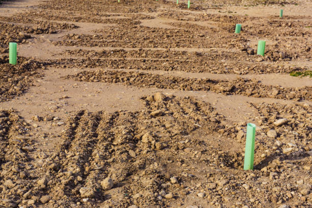 istock Young trees for reforestation at sea shore 1193118622
