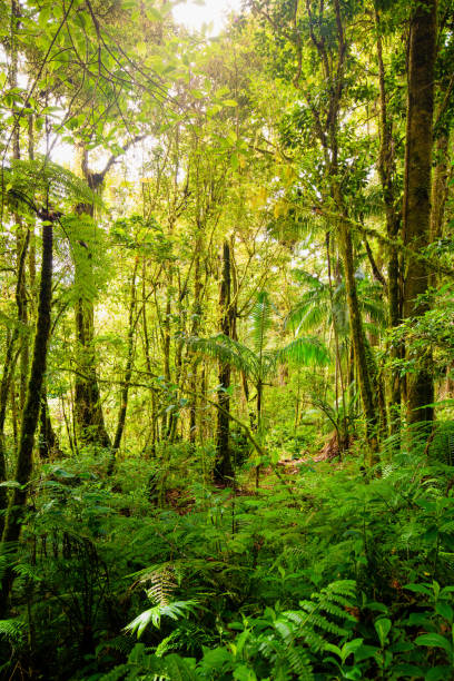 istock Thick green jungle in Central America 1193119230