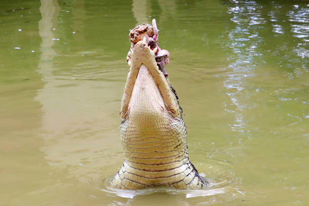 istock Hungry Crocs in Malaysia 1193120046