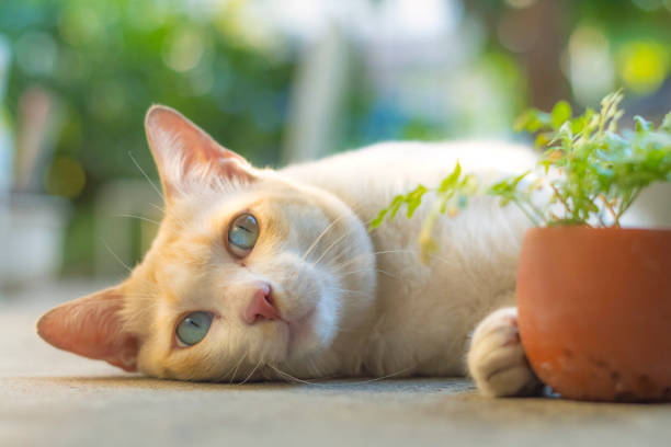 istock Big cats are hiding behind small flower pots. Look funny. 1193120413