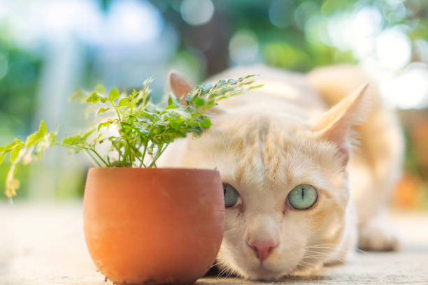 istock Big cats are hiding behind small flower pots. Look funny. 1193120414
