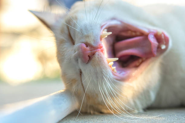 The behavior of cats that are raised in the house.