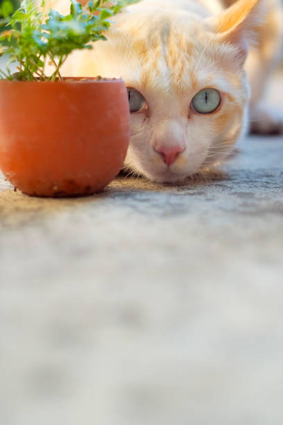 istock Big cats are hiding behind small flower pots. Look funny. 1193120426