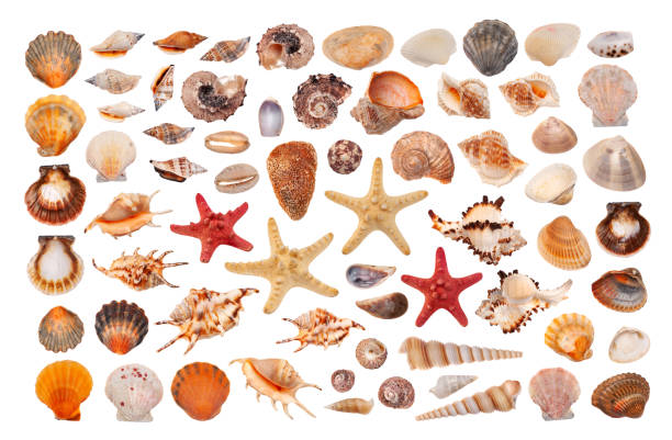 ensemble de coquillages sur le fond blanc - animals and pets isolated objects sea life photos et images de collection