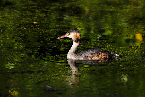 Adult Great Crested Grebe (Podiceps cristatus) bird swimming on a pond.  Taken at my local park in Cardiff, South Wales, UK