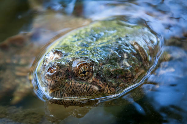 istock Snapping turtle swimming in the wild. 1193121855