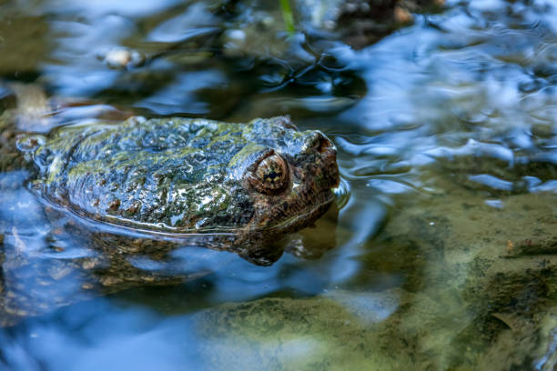 istock Snapping turtle swimming in the wild. 1193121857