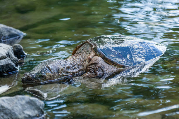 istock Snapping turtle swimming in the wild. 1193121871