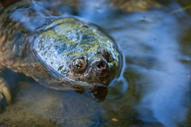 istock Snapping turtle swimming in the wild. 1193121879