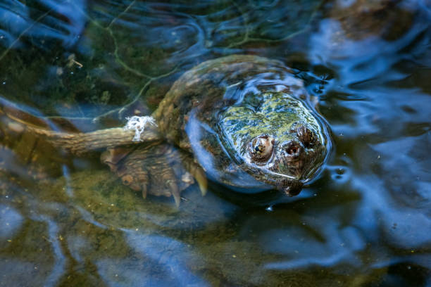 istock Snapping turtle swimming in the wild. 1193122421