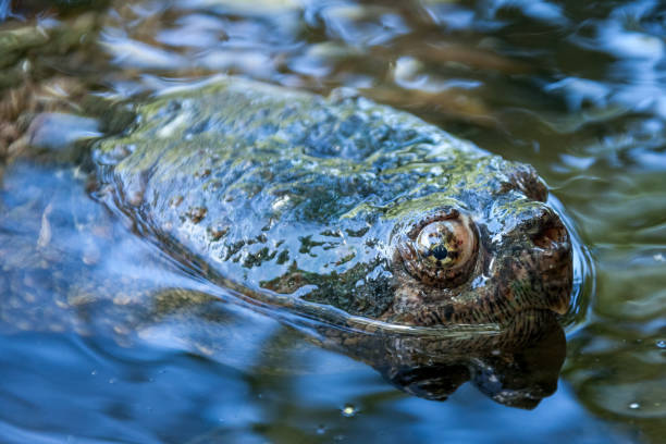 istock Snapping turtle swimming in the wild. 1193122424
