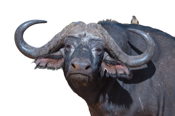 istock Cape buffalo, Syncerus caffer, looking at the camera 1193122909