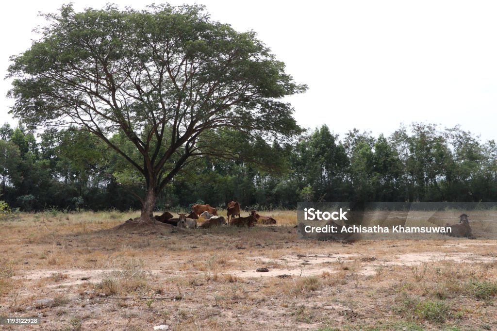Herds of cows laying down in the grassland under the tree. Herds of cows laying down in the grassland under the big tree. Agricultural Field Stock Photo
