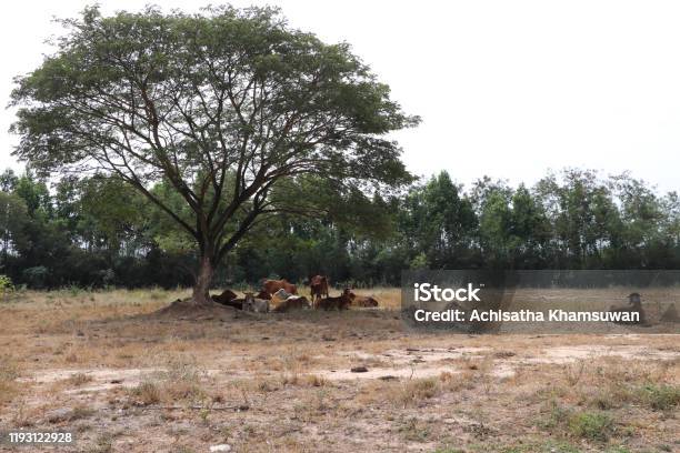 Herds Of Cows Laying Down In The Grassland Under The Tree Stock Photo - Download Image Now