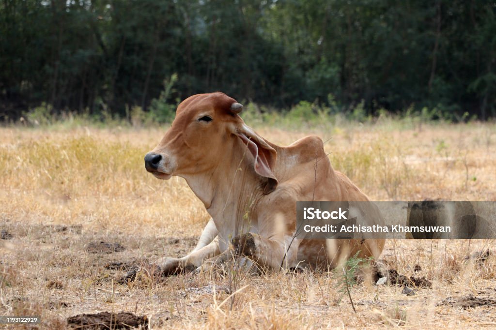 A cow laying down in the grassland. A brown color of cow laying down in the grassland. Agricultural Field Stock Photo