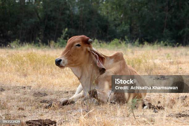 A Cow Laying Down In The Grassland Stock Photo - Download Image Now - Agricultural Field, Agriculture, Animal