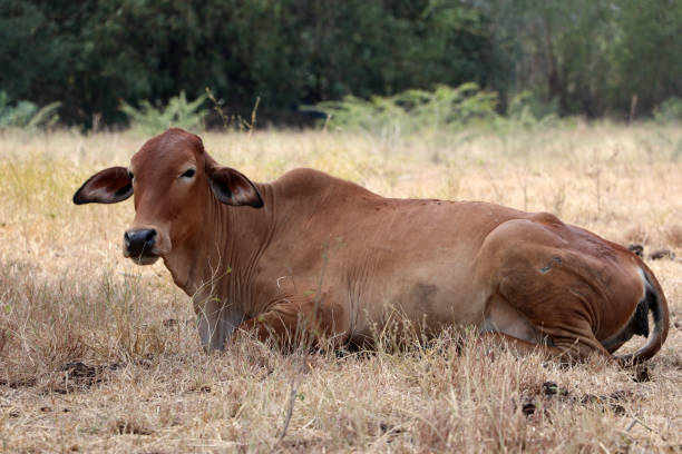 a cow laying down in the grassland. - frauenfeld imagens e fotografias de stock