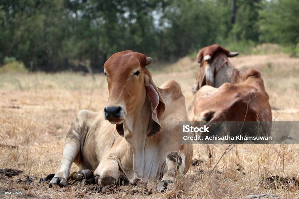 Two cows laying down in the grassland. Two cows laying down in the grassland. One focus and one out focus. Agricultural Field Stock Photo