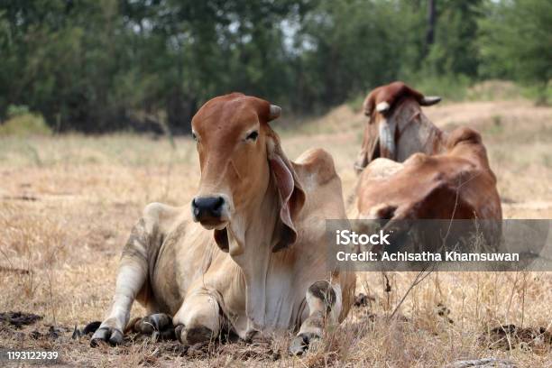 Two Cows Laying Down In The Grassland Stock Photo - Download Image Now - Agricultural Field, Agriculture, Animal