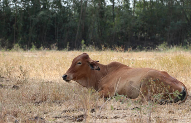 a cow laying down in the grassland. - frauenfeld imagens e fotografias de stock