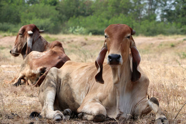 two cows laying down in the grassland. - frauenfeld imagens e fotografias de stock