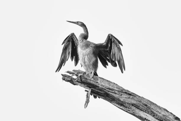 istock African darter drying its wings. Isolated on white. Monochrome 1193123031