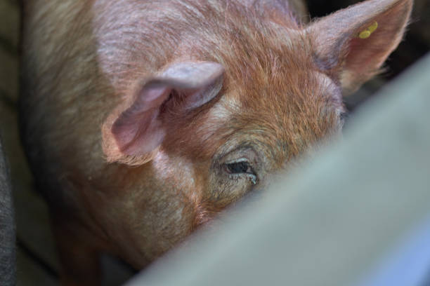 istock pig face in farm between pigs 1193123379