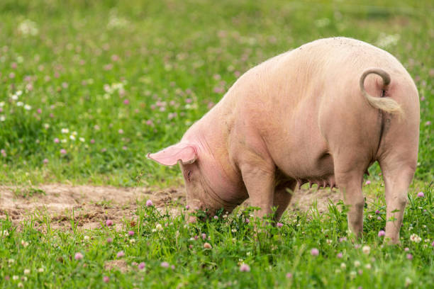 zbliżenie dużej samicy świni wypasanej na zielonym letnim polu - livestock pink agriculture nature zdjęcia i obrazy z banku zdjęć
