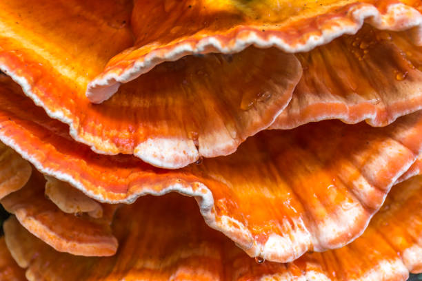 grzyby pomarańczowe naukowo znany jako laetiporus sulphureus, to rodzaj grzybów jadalnych znaleźć w dużej części świata powszechnie znany jako półka siarki, kurczak z lasu. - orange mushroom asia brown zdjęcia i obrazy z banku zdjęć