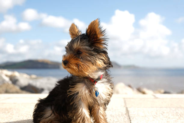 Eight month old female Yorkshire Terrier on a sea wall in a sitting  position and looking to its right. Ears up and wind in hair. Blurred background.