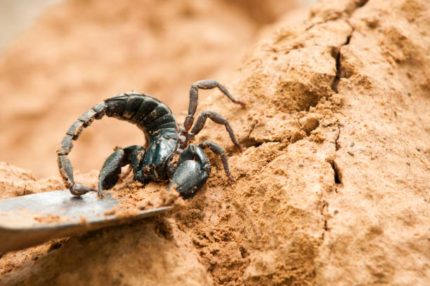 istock Hunting for scorpions in Thailand 1193125805