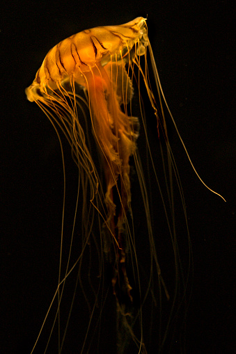 Yellow and orange striped sea nettle jellyfish swimming at an angle with long tendrils against a black background