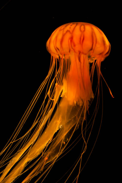 istock Orange jellyfish swimming 1193125854